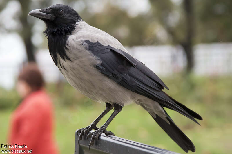 Hooded Crowadult, Behaviour