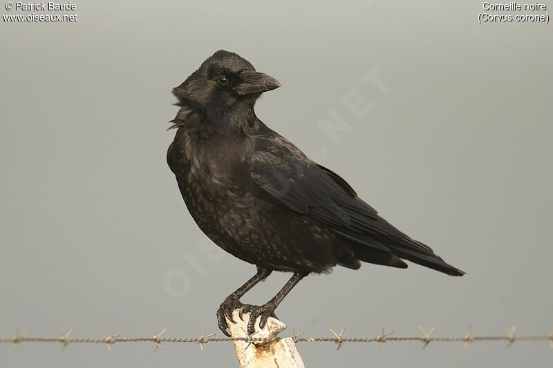 Carrion Crow, identification