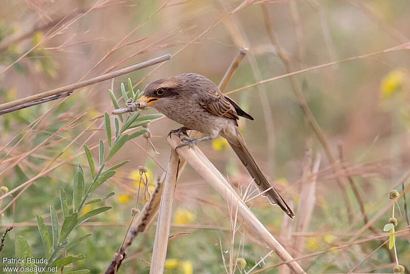 Yellow-billed Shrikeadult, feeding habits