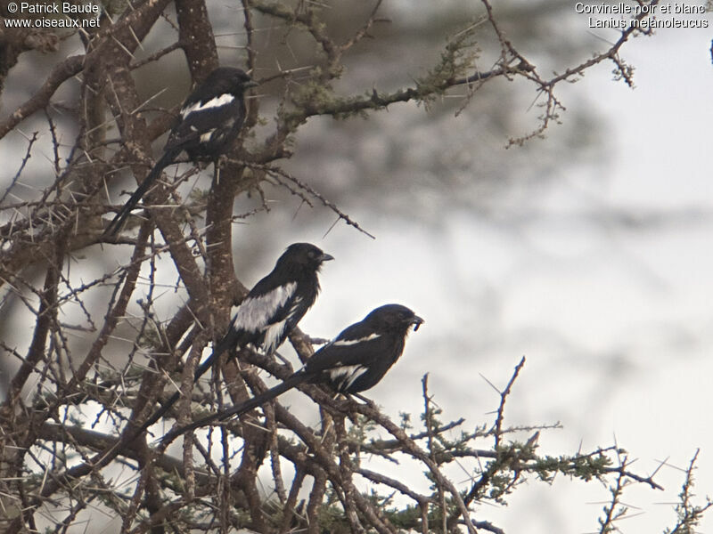 Corvinelle noir et blancadulte, identification