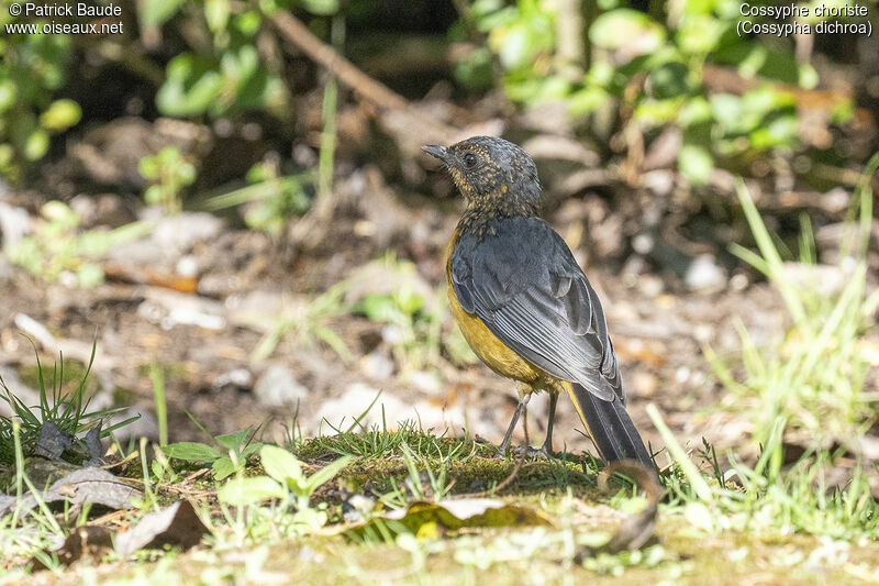 Chorister Robin-Chatjuvenile