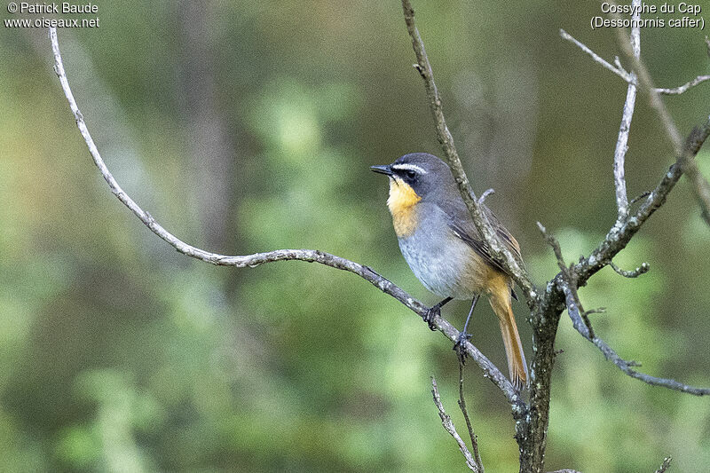 Cape Robin-Chatadult