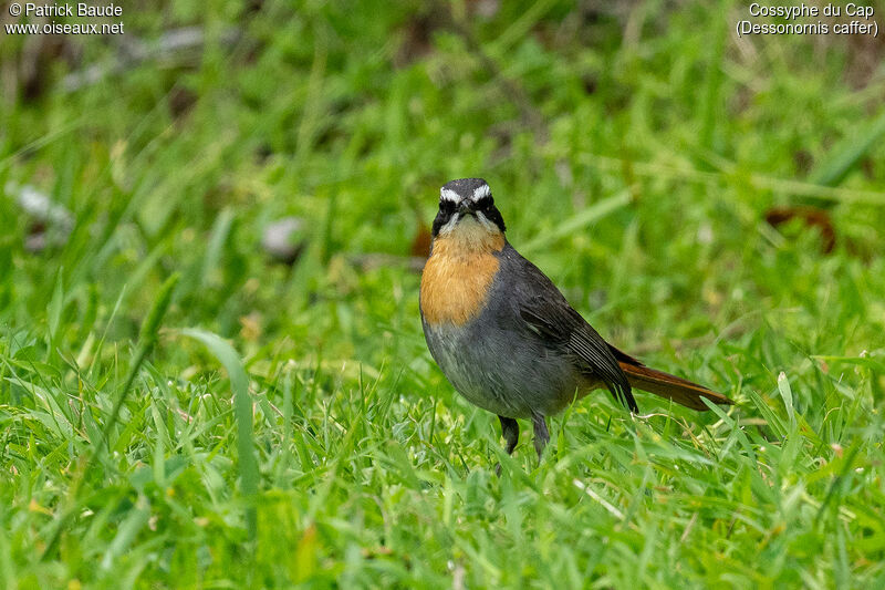 Cape Robin-Chatadult