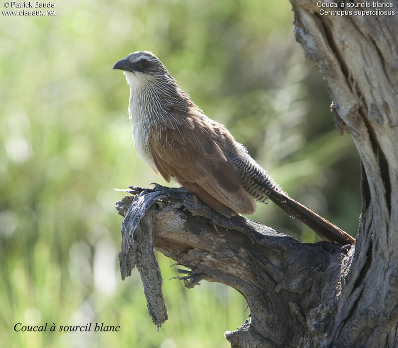 Coucal à sourcils blancsimmature, identification