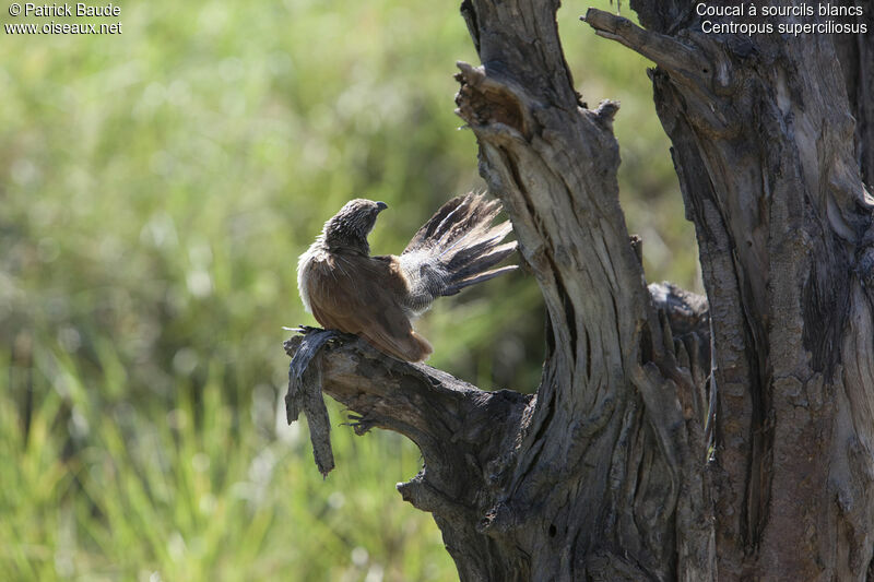 White-browed Coucalimmature, identification