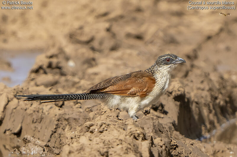 White-browed Coucaladult