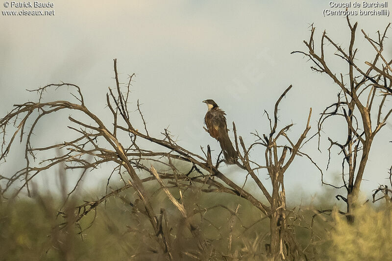 Burchell's Coucaladult