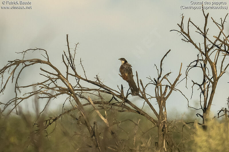 Coucal des papyrusadulte