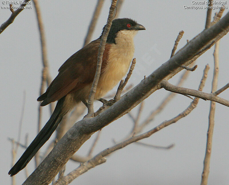 Coucal du Sénégal