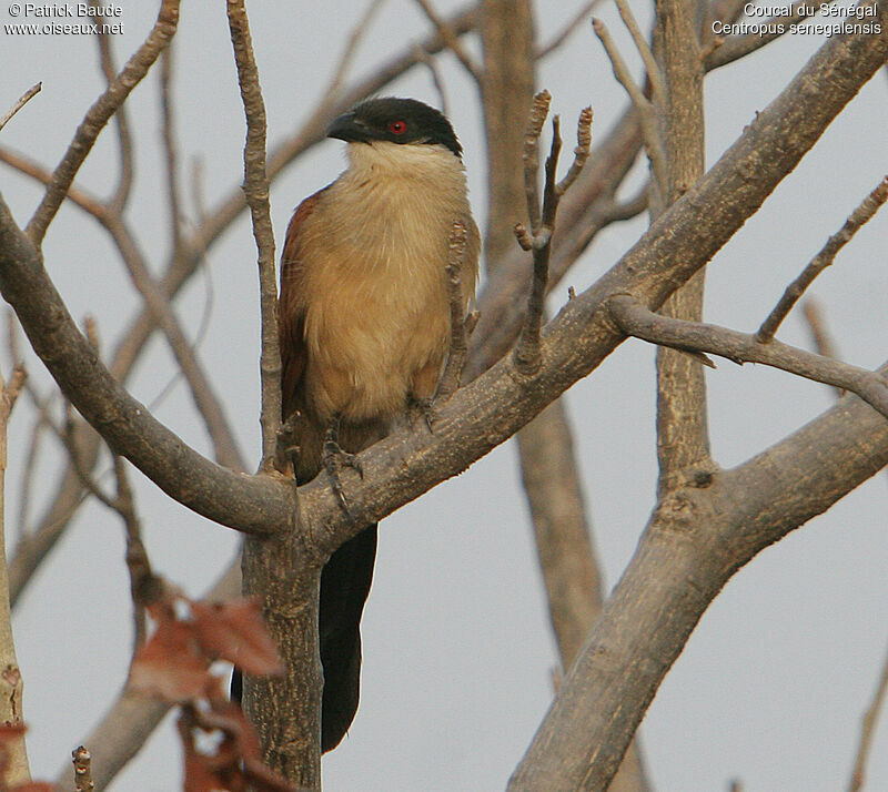 Senegal Coucal