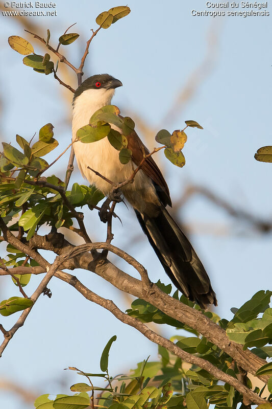 Senegal Coucaladult, identification