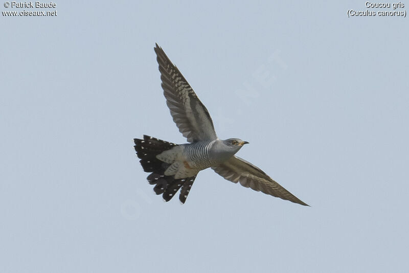 Common Cuckooadult, Flight