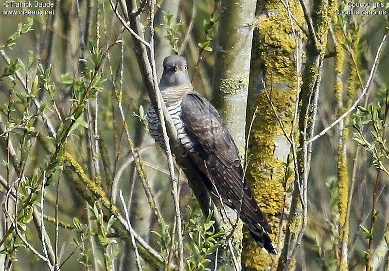 Common Cuckooadult, identification