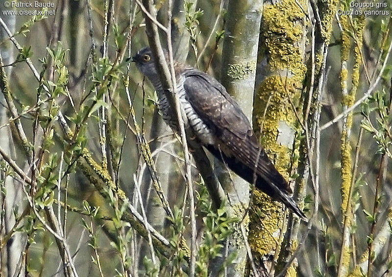 Coucou grisadulte, identification