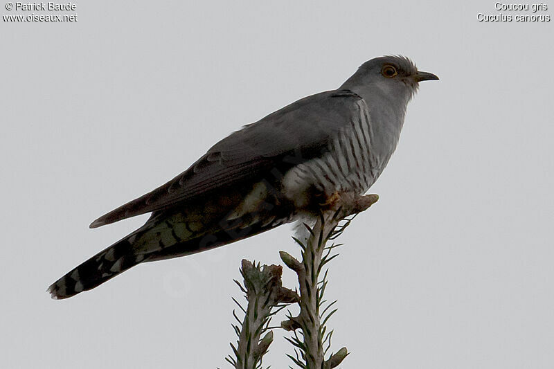 Common Cuckoo male adult, identification