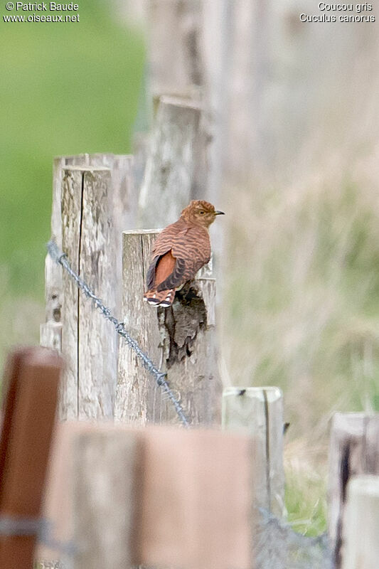 Common Cuckoo female adult breeding, identification