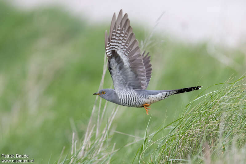 Common Cuckoo male adult breeding, Flight