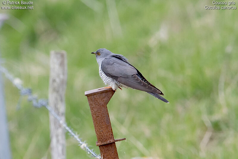 Coucou gris mâle adulte nuptial, identification