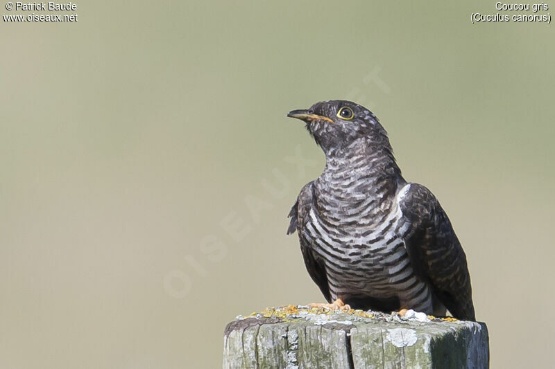 Common Cuckoojuvenile, identification