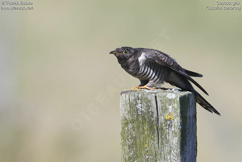 Common Cuckoojuvenile, identification