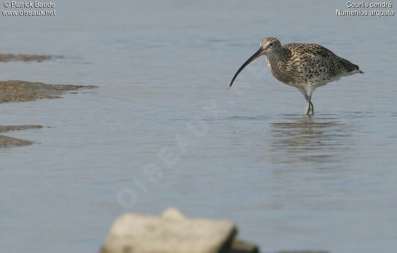 Eurasian Curlew