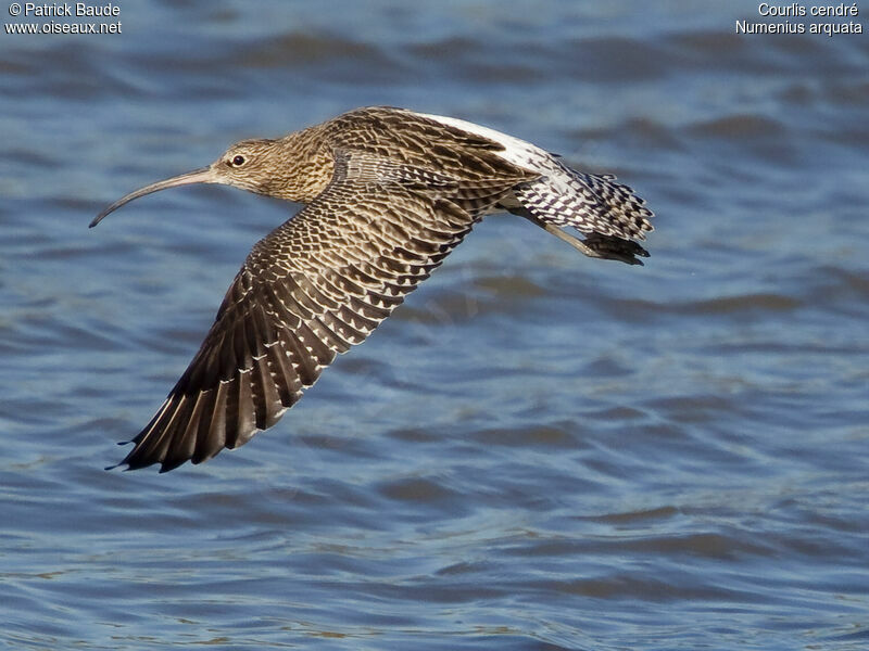 Eurasian Curlewadult, Flight