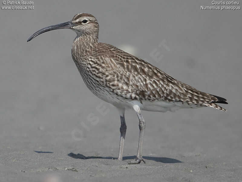 Eurasian Whimbreladult, identification