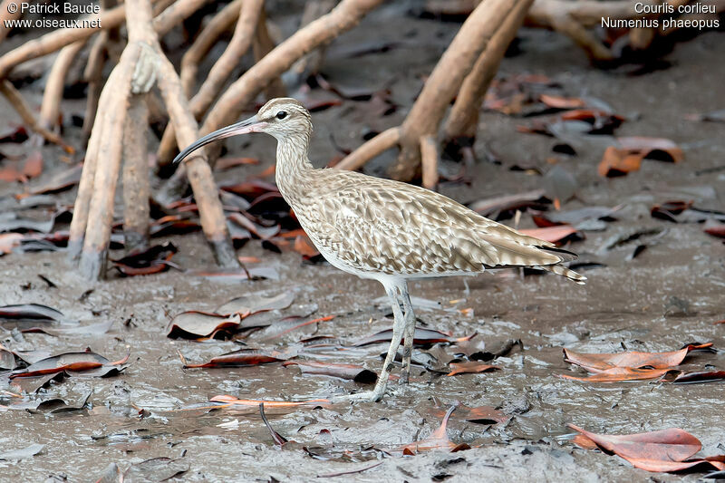 Eurasian Whimbreladult, identification