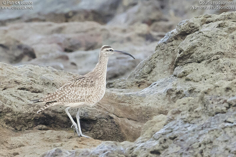 Courlis hudsonien, identification