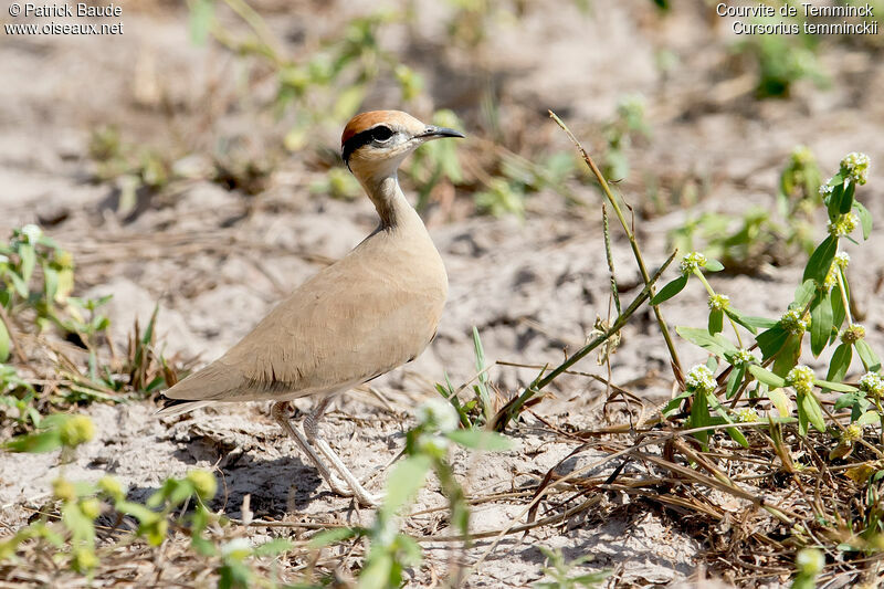 Temminck's Courseradult, identification