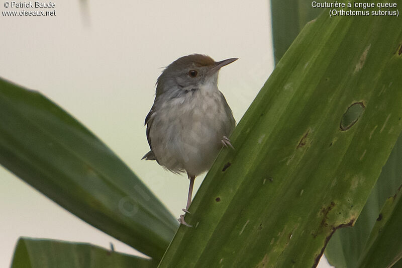 Common Tailorbirdadult, identification