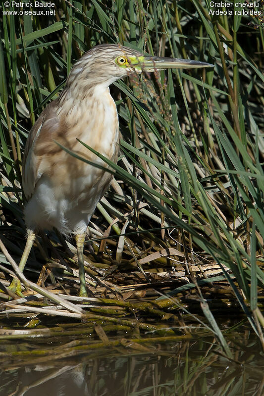 Crabier cheveluadulte internuptial, identification