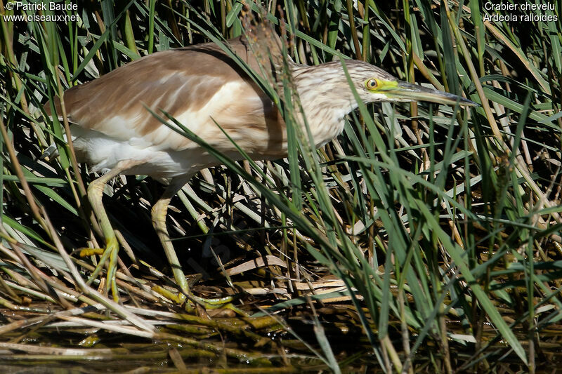 Crabier cheveluadulte internuptial, identification