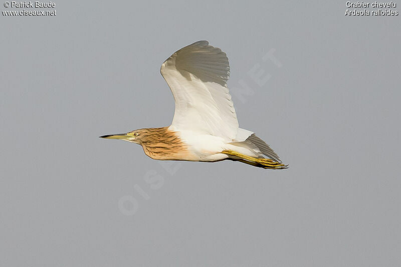 Squacco Heronadult, Flight