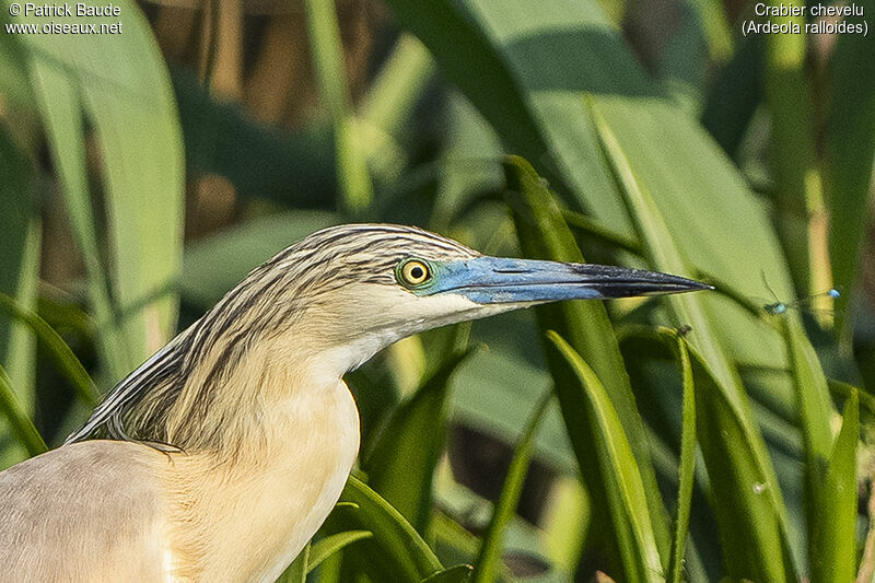 Squacco Heronadult breeding