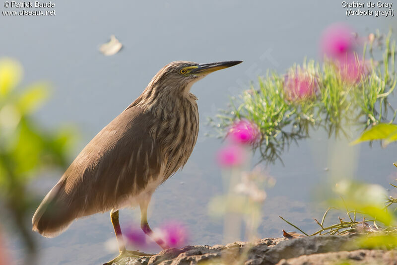 Indian Pond Heronadult, identification