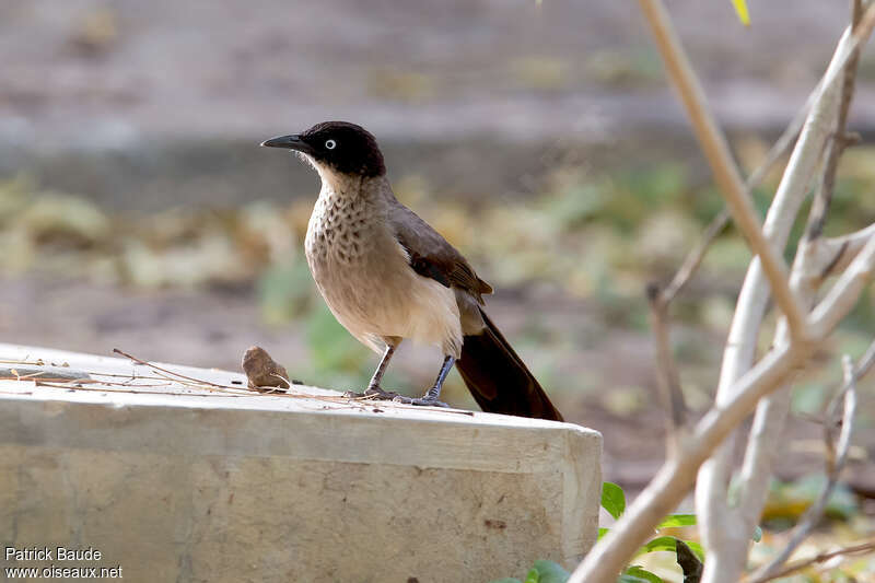 Cratérope à tête noireadulte, identification