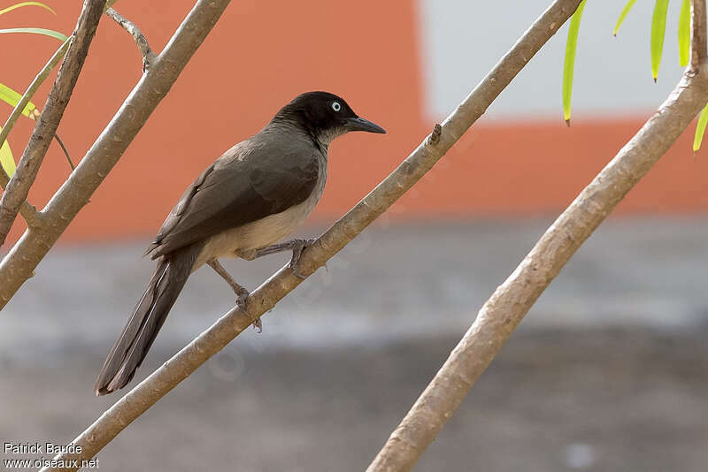 Blackcap Babbleradult, identification