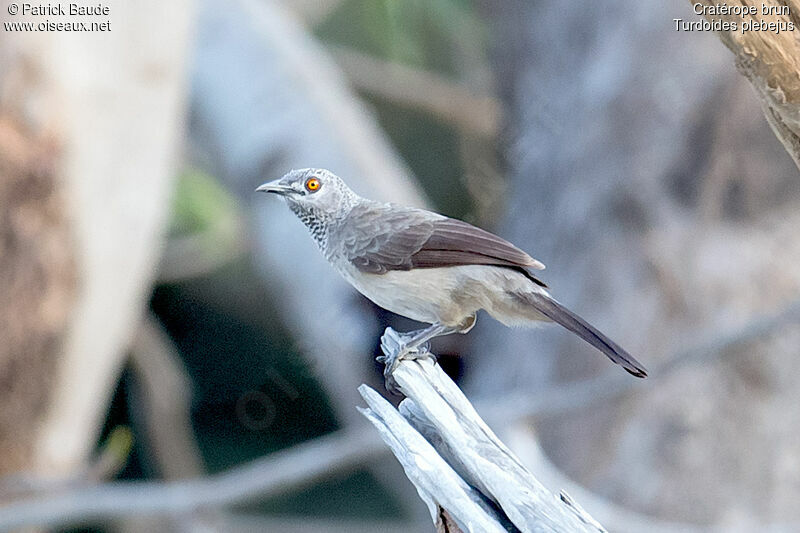 Cratérope brunadulte, identification