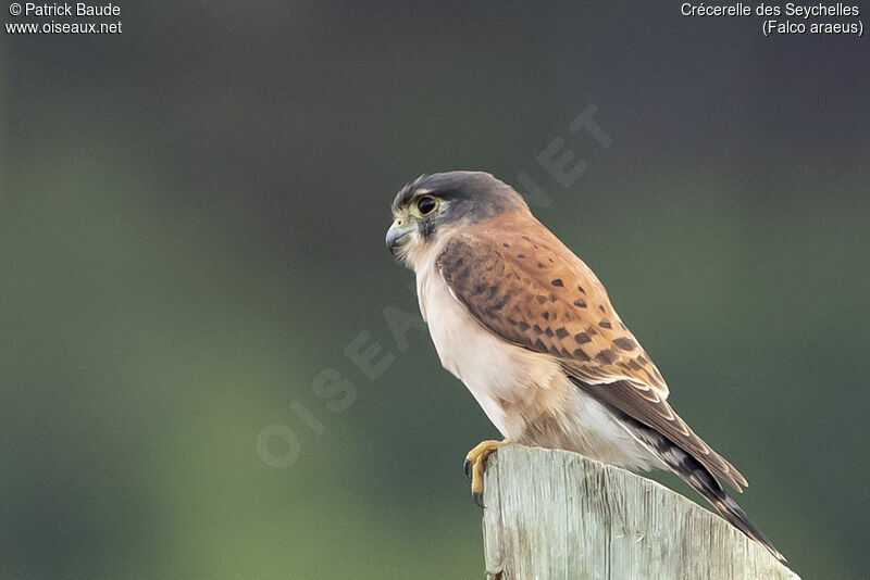 Seychelles Kestrel male adult