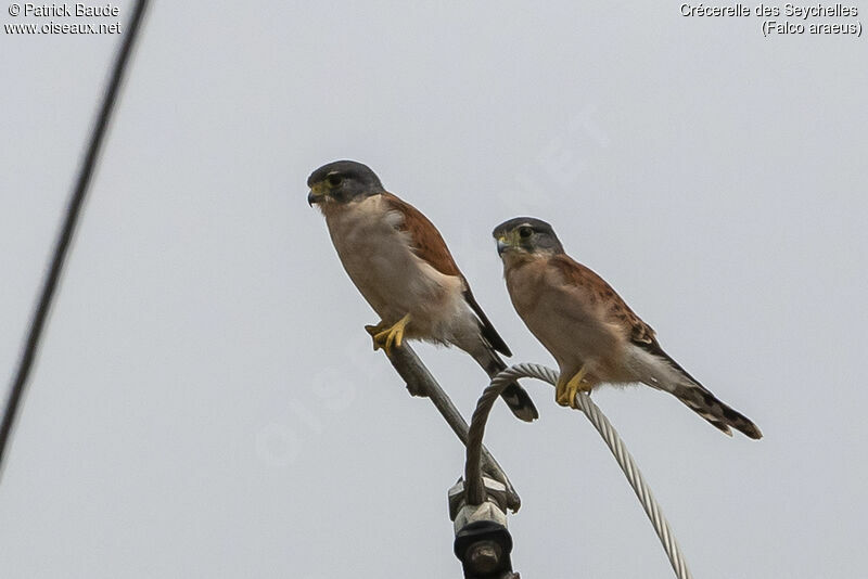 Seychelles Kestrel