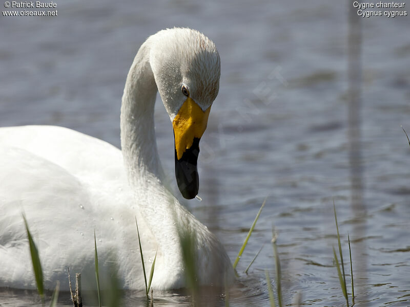 Cygne chanteuradulte, identification