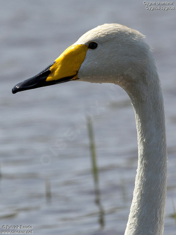 Cygne chanteuradulte, identification