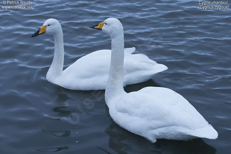 Whooper Swanadult, identification