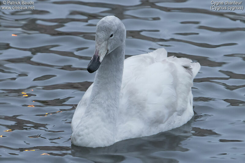 Cygne chanteurjuvénile, identification