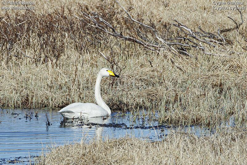 Cygne chanteuradulte