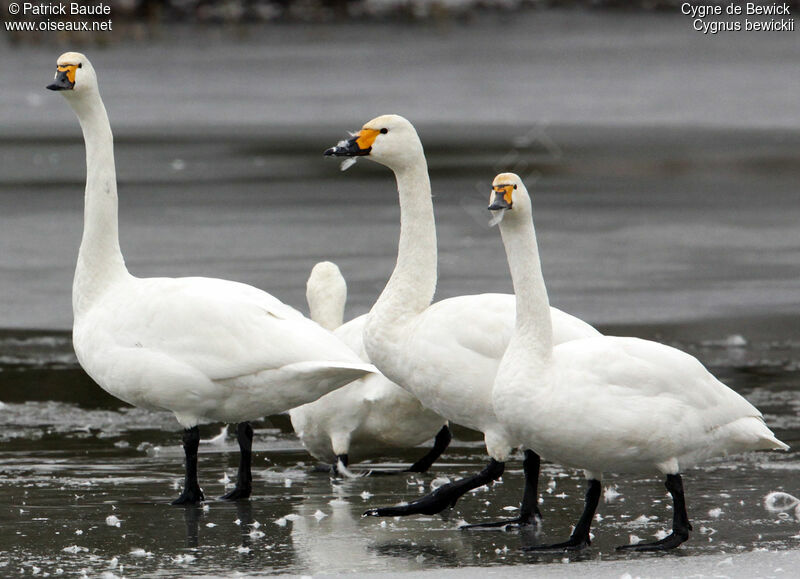 Cygne de Bewick, identification