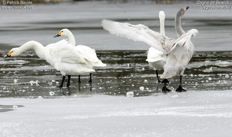 Tundra Swan, identification