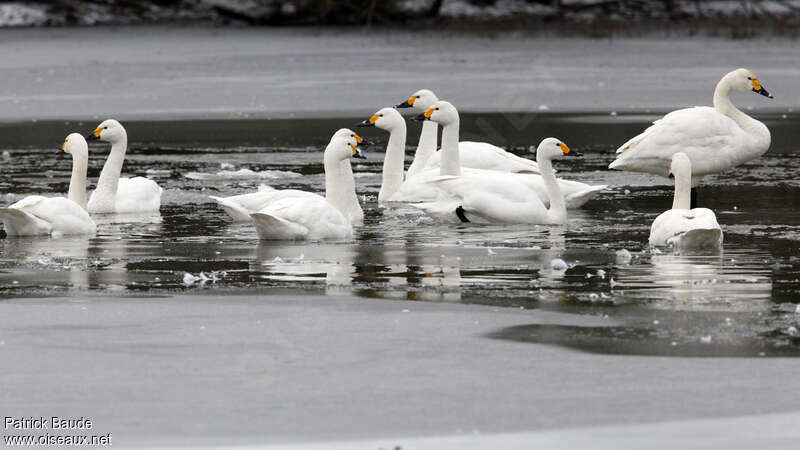 Cygne de Bewickadulte, Comportement