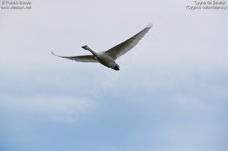 Cygne de Bewick